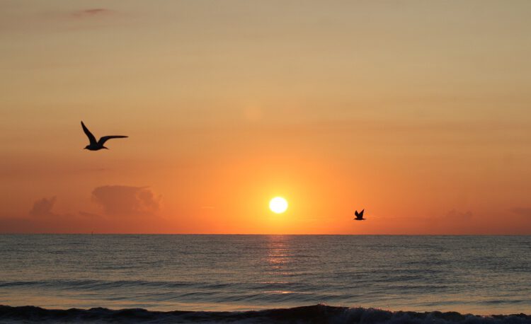 the baltic sea, sunset, seagull-4526814.jpg