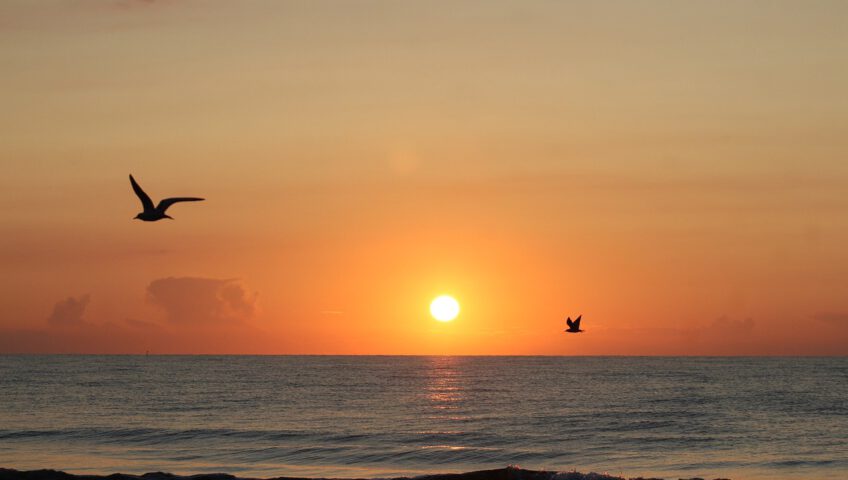 the baltic sea, sunset, seagull-4526814.jpg